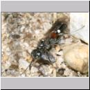 Alysson spinosus - Grabwespe w04a 7mm mit Zikade - Teverener Heide.jpg